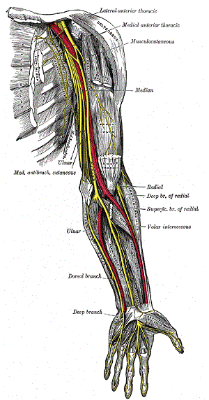Compression Of the Ulnar Nerve – Specialists On Hand