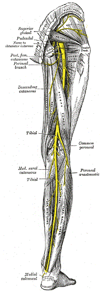 Piriformis Muscle Pain  Tailbone and Buttock Pain from Piriformis Mus